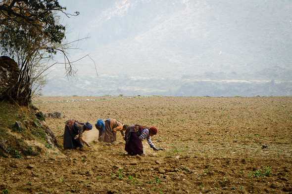 Women working in the field. Tsum Valley, Nepal