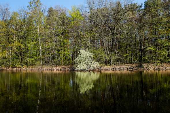 Rhododendron-Park in Kromlau