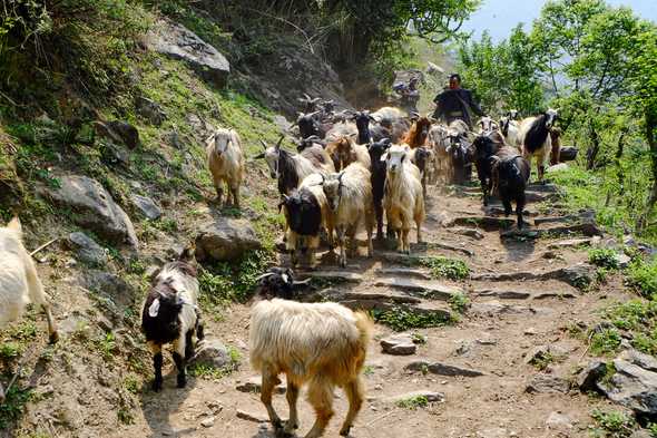 Manaslu trek, Nepal