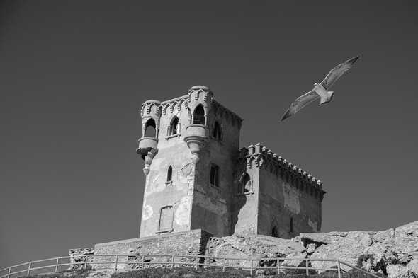 Seagulls over Tarifa, Spain