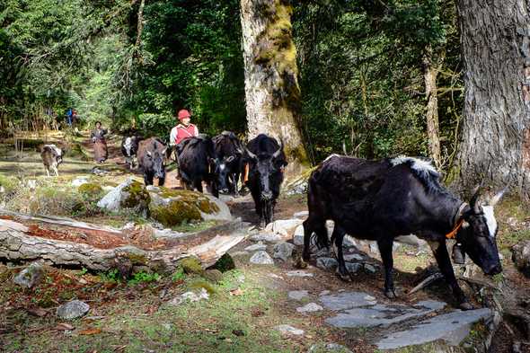 Manaslu trek, Nepal