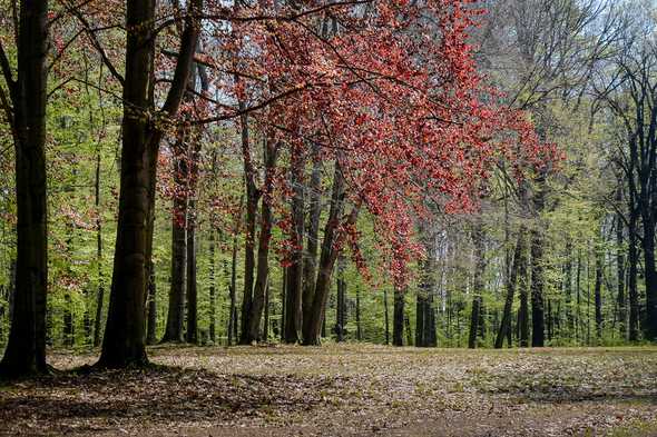 Rhododendron-Park in Kromlau