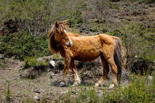 Horses, however, are a rare sight. Tsum Valley, Nepal