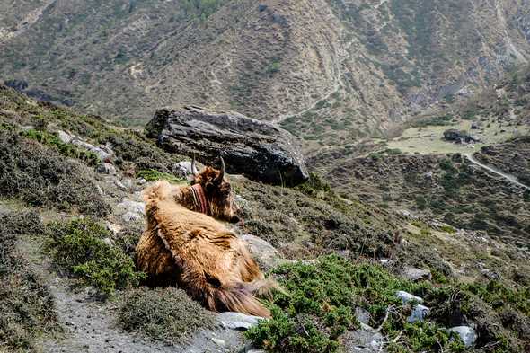 Yaks are an important backbone of the local livelihood. Tsum Valley, Nepal