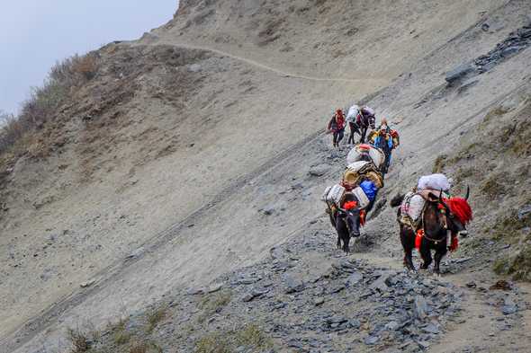 Trading caravan heading for the Tibetan border. Tsum Valley, Nepal