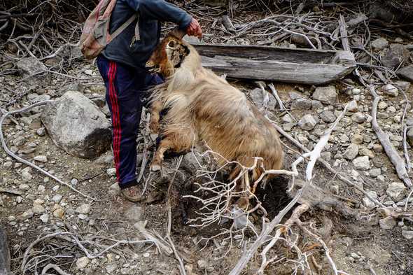 Goat carcass going for the last walk. Prok, Nepal