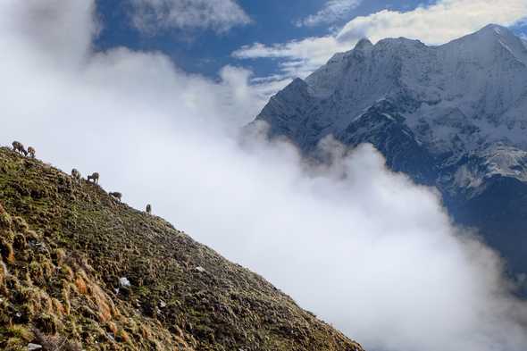 Mountain goats and with Samdo peak. Manaslu massif, Nepal