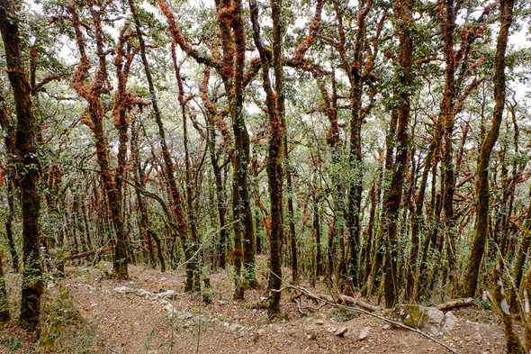 Road to Kalchhuman Lake. Prok, Nepal