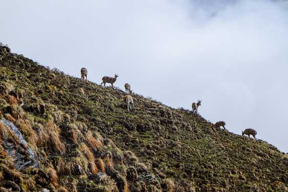 Mountian goats. Manaslu massif, Nepal